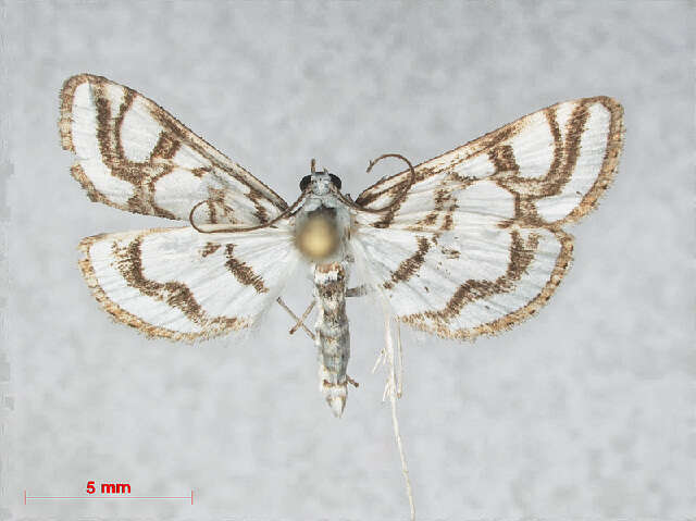 Image of <i>Nymphula nitidulata</i>