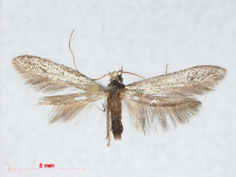 Image of grey fruit-tree case moth