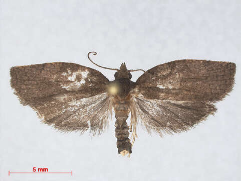 Image of Moth