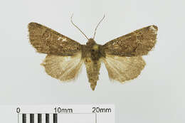 Image of northern deep-brown dart