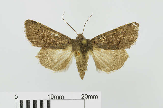 Image of northern deep-brown dart