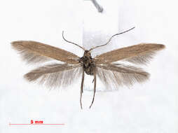 Image of Coleophora motacillella Zeller 1849