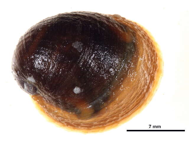 Imagem de Velutina velutina (O. F. Müller 1776)