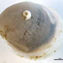 Image of wavy lamellaria