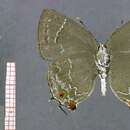 Image of Contrafacia