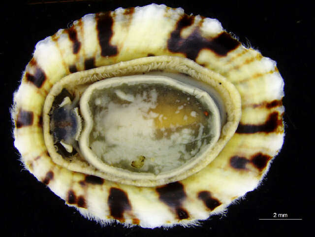 Image of Nacellidae Thiele 1891