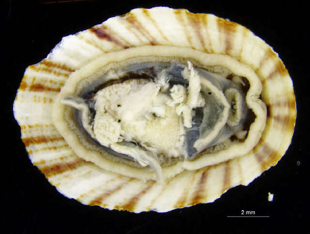 Image of Nacellidae Thiele 1891