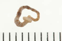 Image of <i>Crangonobdella spitzbergensis</i>