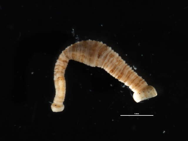 Image of <i>Crangonobdella spitzbergensis</i>