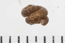 Image of Piscicolidae