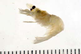 Sivun Spirontocaris spinus (Sowerby 1805) kuva