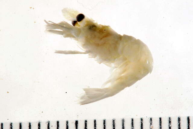 Image of parrot bladed shrimp