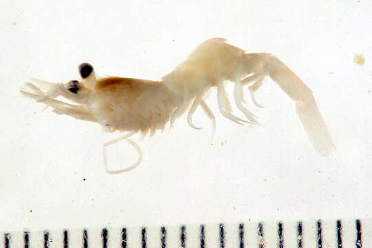 Image of Fabricius's shrimp