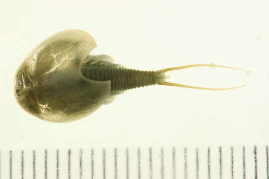 Image of branchiopods