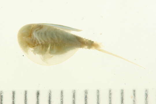 Image of branchiopods