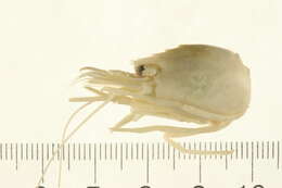 Sivun Lebbeus polaris (Sabine 1824) kuva