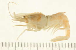 Image of parrot bladed shrimp