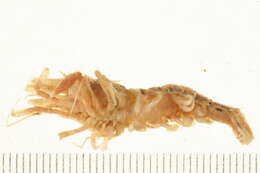 Image of Sclerocrangon G. O. Sars 1883