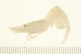 Image of Eualus gaimardii gaimardii