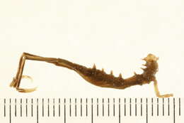 Image of Arcturus baffini (Sabine 1824)