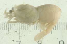 Image of punctate blade shrimp