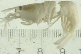Sivun Lebbeus polaris (Sabine 1824) kuva