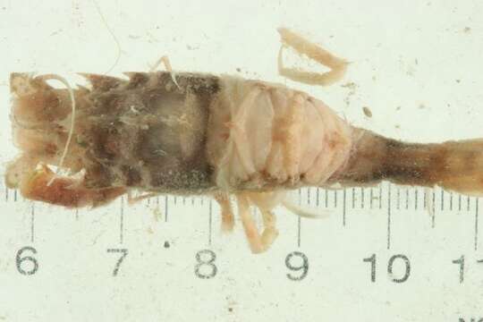 Image of sculptured shrimp