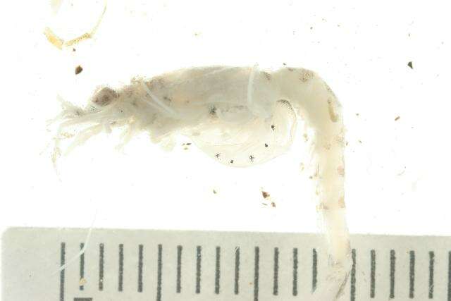 Image de Mysis oculata (Fabricius 1780)