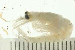 Mysis oculata (Fabricius 1780) resmi