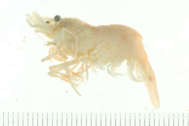 Image of punctate blade shrimp