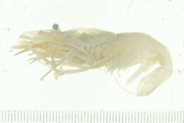 Image of Polar shrimp