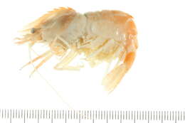 Image of parrot bladed shrimp