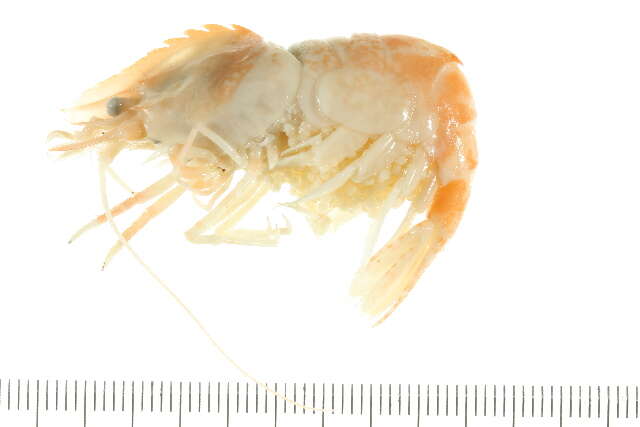 Image of parrot bladed shrimp