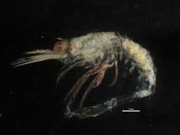 Image of sevenline shrimp