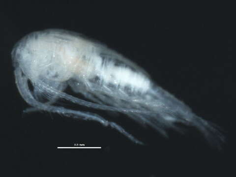 Image of Hesperodiaptomus arcticus (Marsh 1920)