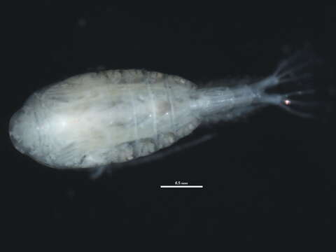 Image de Heterocope septentrionalis Juday & Muttkowski 1915