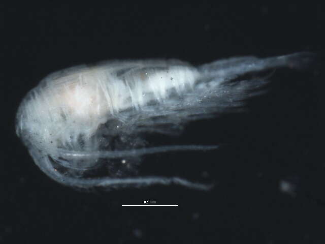 Hesperodiaptomus arcticus (Marsh 1920)的圖片