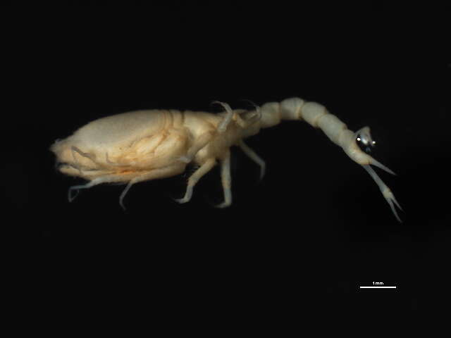 Image of hooded shrimp