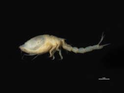 Image of hooded shrimp