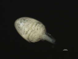 Image of Cyclopoid copepods