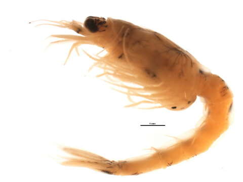 Image of Mysis segerstralei Audzijonyte & Vainola 2005