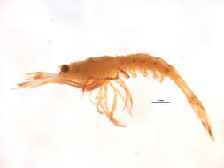 Image of sevenline shrimp