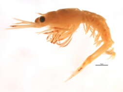 Image of sevenline shrimp
