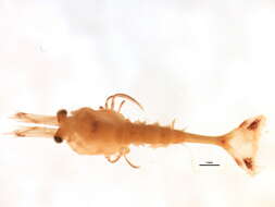 Image of sevenline shrimp