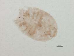 Sivun Peltidiidae Claus 1860 kuva
