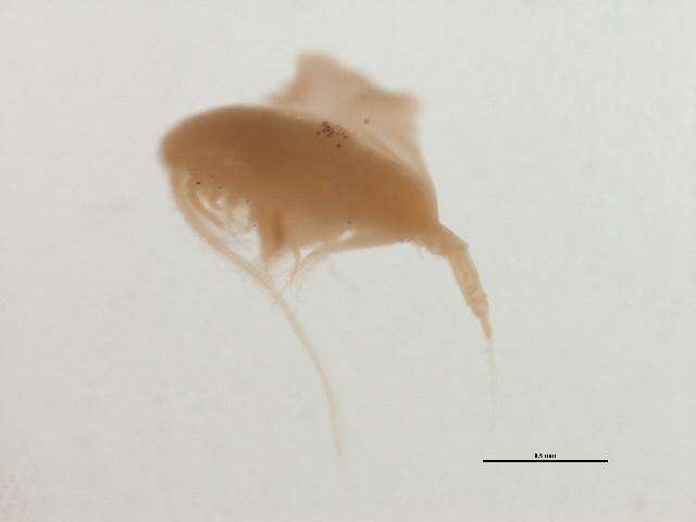 Image of Clausocalanidae Giesbrecht 1893