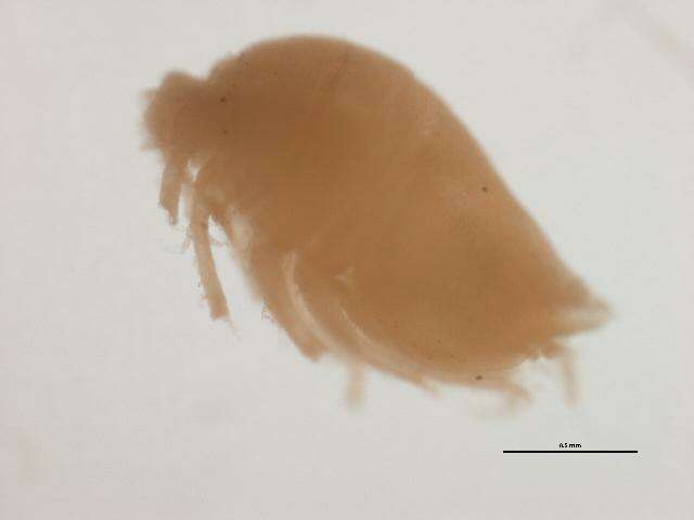 Image of Lamprops fuscatus G. O. Sars 1865