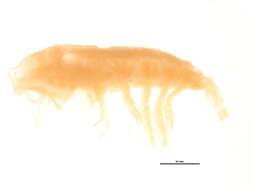 Image of Calanidae Dana 1849