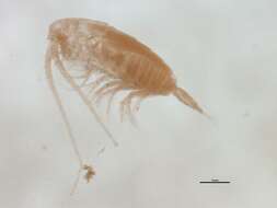 Image of Calanidae Dana 1849