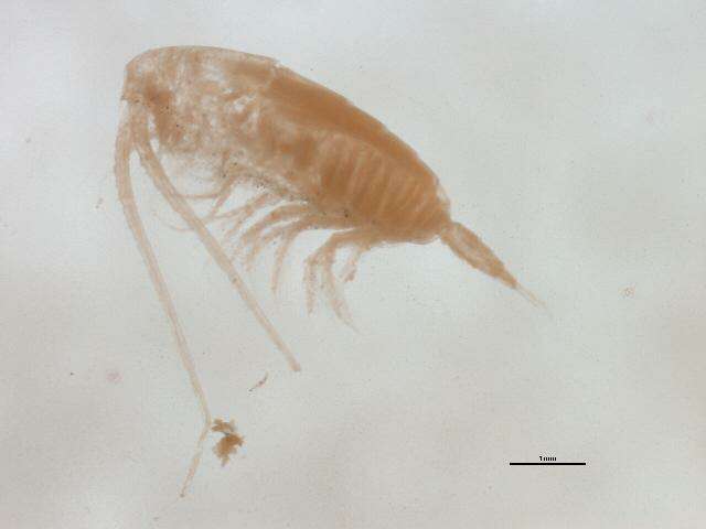 Image of Calanidae Dana 1849